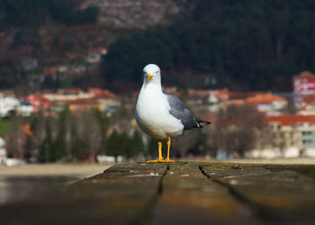 Seagull staring at camera on a wood bench