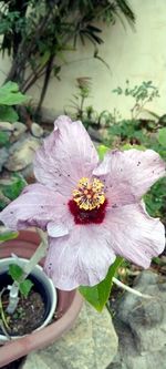plant