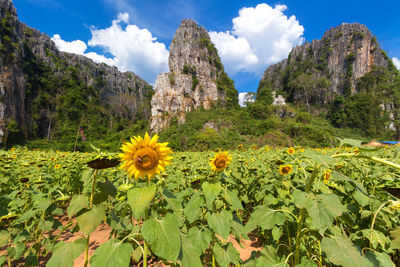 Yellow flowers on field by mountains against sky