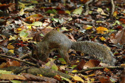 High angle view of squirrel leaves on land