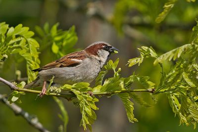 Close-up of bird perching on branch