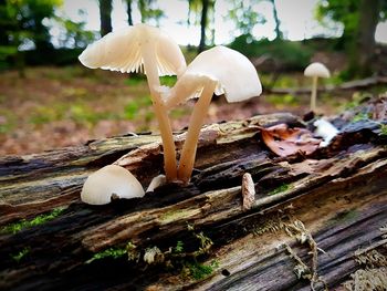 Close-up of mushrooms growing outdoors