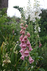 Close-up of flowers growing on tree