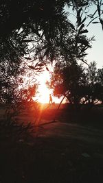 Silhouette trees against sky during sunset