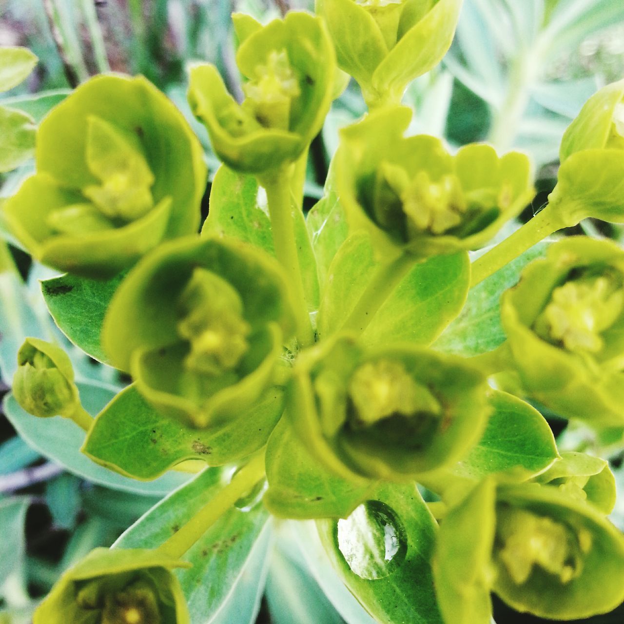 freshness, growth, flower, fragility, close-up, beauty in nature, plant, green color, leaf, nature, petal, flower head, focus on foreground, bud, full frame, backgrounds, blooming, day, selective focus, no people