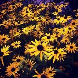 Full frame of yellow flowers