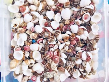 High angle view of shells on table