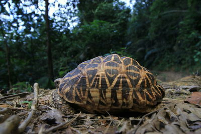 Close-up of a turtle in the forest