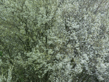 Full frame shot of tree