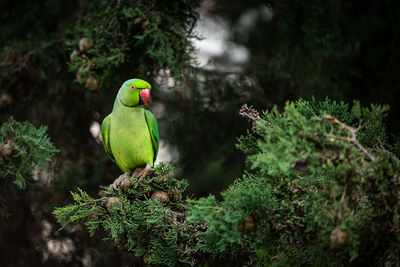 Close-up of parrot perching on tree