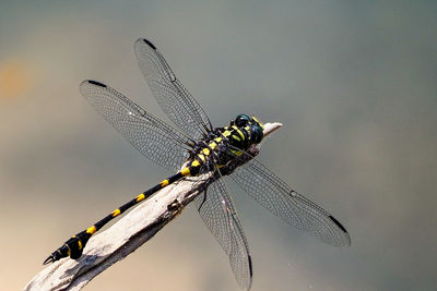 Close-up of dragonfly on twig