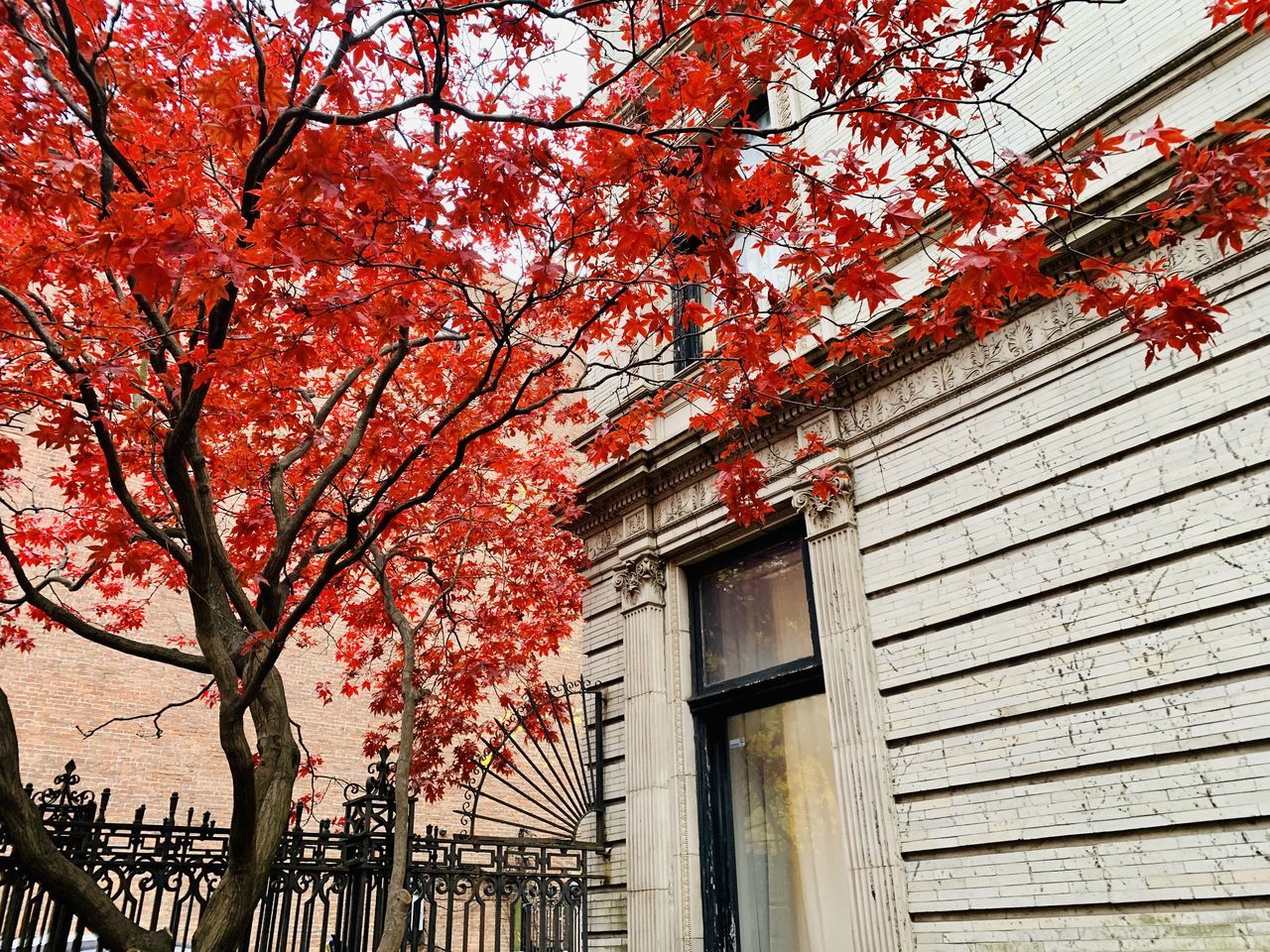 architecture, built structure, building exterior, tree, plant, building, low angle view, nature, branch, no people, flower, day, growth, autumn, outdoors, red, house, residential district, spring, window, leaf, beauty in nature, city, sky