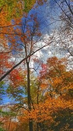 Trees in park