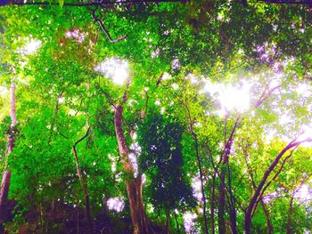 Low angle view of trees in forest against sky