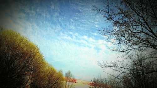 Low angle view of bare trees against sky