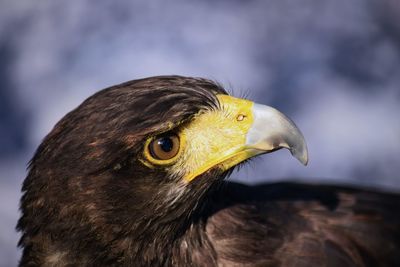 Close-up of a bird looking away