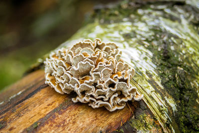 Close-up of mushroom growing on tree