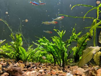 Close-up of fish swimming in aquarium