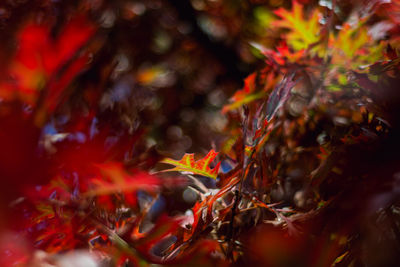 Close-up of maple tree during autumn