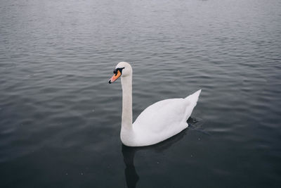 High angle view of swan swimming in lake