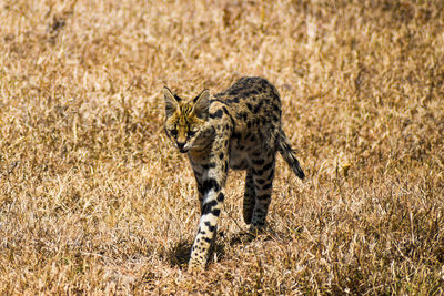 Serval on the hunt in the ngorongoro crater, tanzania 