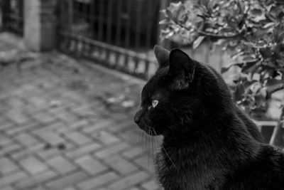 Close-up of cat sitting outdoors