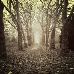 Bare trees in forest