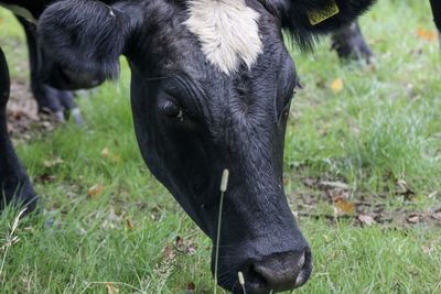 Close-up of a cow on field