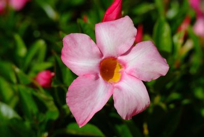 Close-up of pink flower blooming outdoors