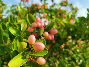 Close-up of fruits growing on tree