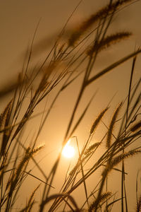 Close-up of stalks against sunset