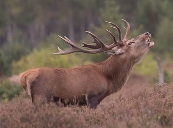 Deer standing on field
