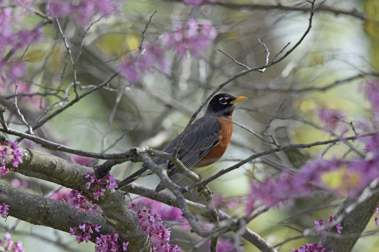 BIRD PERCHING ON CHERRY TREE