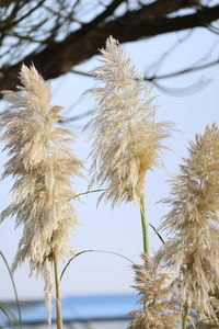 Close-up of wilted plant against sky