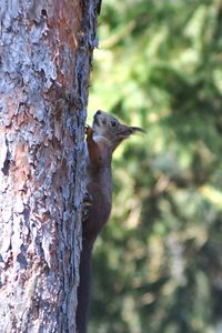 Close-up of squirrel on tree trunk