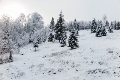 Snow covered trees against sky