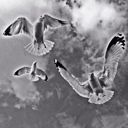 Low angle view of birds flying against cloudy sky