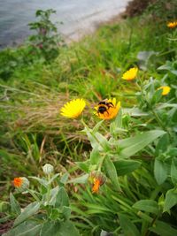 Butterfly pollinating on yellow flower