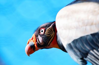 King vulture 