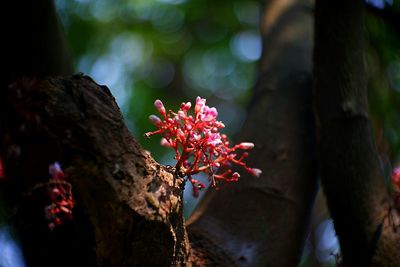 Close-up of red flowering plant against tree trunk