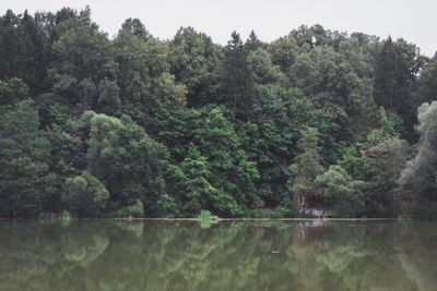 Scenic view of lake in forest against sky