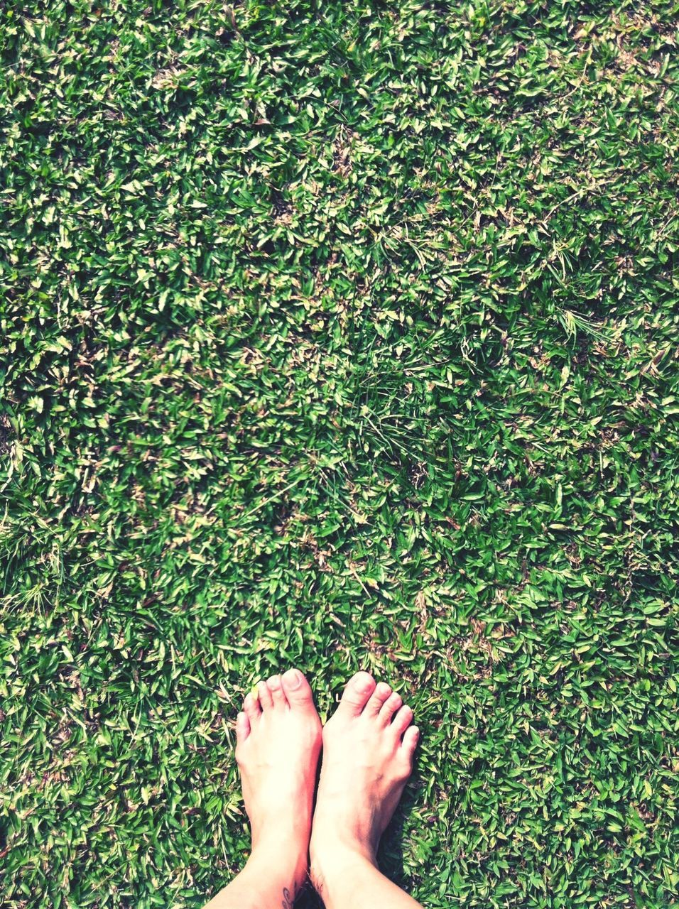 low section, person, personal perspective, grass, human foot, barefoot, high angle view, leisure activity, lifestyles, grassy, field, standing, unrecognizable person, green color, part of, shoe