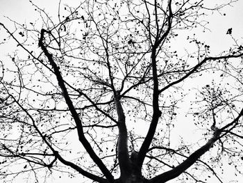 Low angle view of bare trees against sky