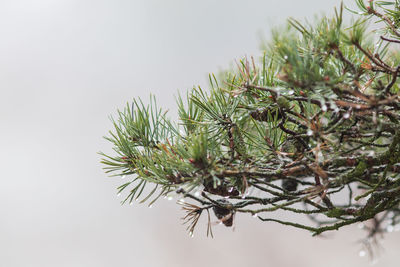 Close-up of plant against sky