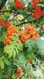 Close-up of orange berries on tree