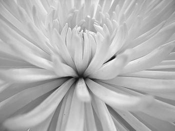 Full frame shot of white flower