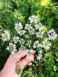 Cropped hand of person touching cow parsley flowers