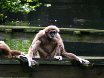 Gibbons over pier on lake at wuppertal zoo