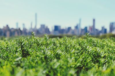 Close-up of plants growing on field against buildings