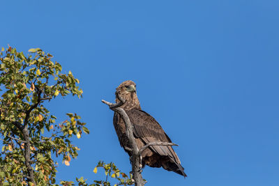 Low angle view of eagle perching on a tree